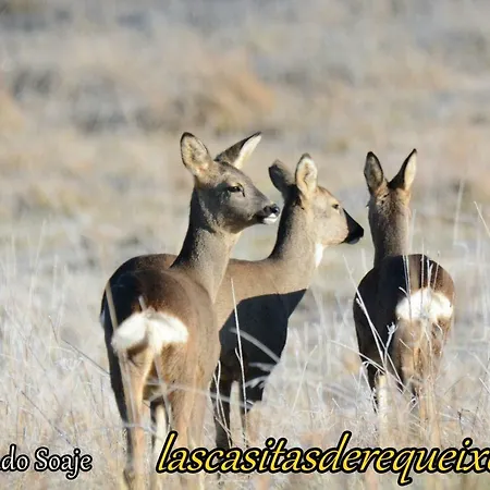 Las Casitas De 컨트리하우스 Requeixo