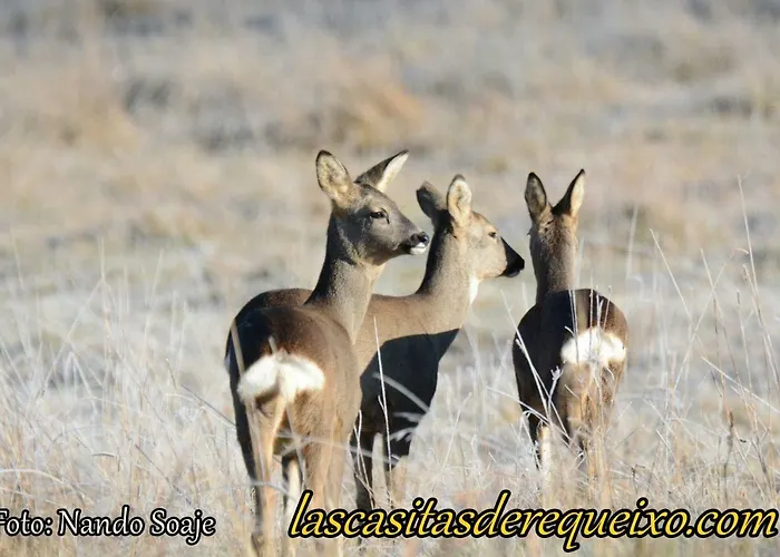 Las Casitas De בית כפרי Requeixo