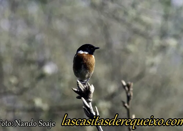 בית כפרי Las Casitas De *